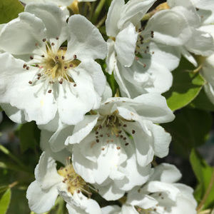 Meet your Posher, Junie